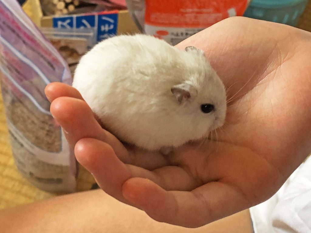 ハム公🐹（仮名）観察日記139：ハム公🐹（仮名）ブロッコリー🥦をもらう