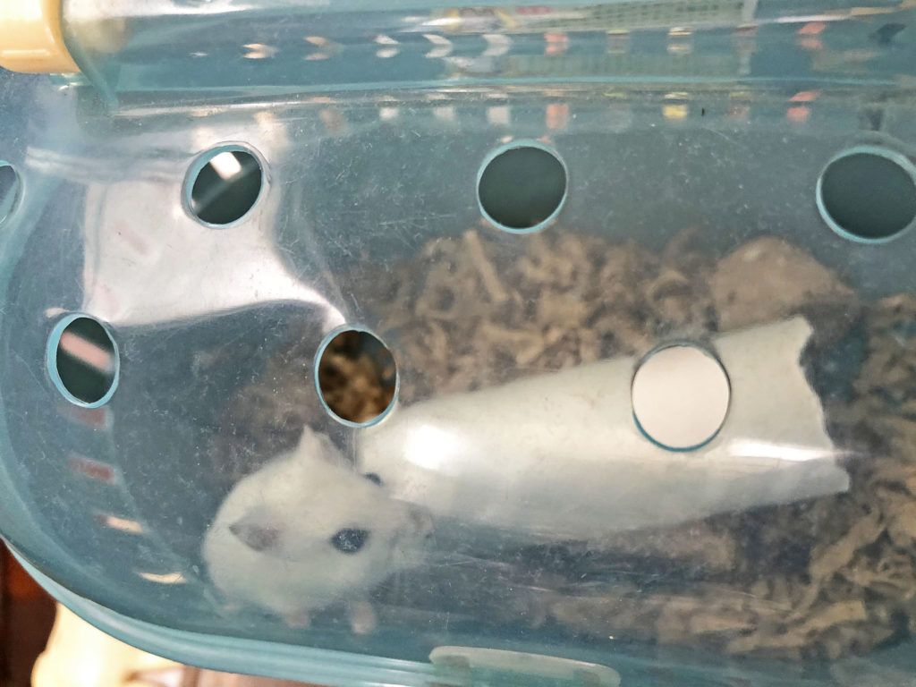 ハム公🐹（仮名）観察日記140：ハム公🐹(仮名)ケージ掃除🧹でペットキャリー