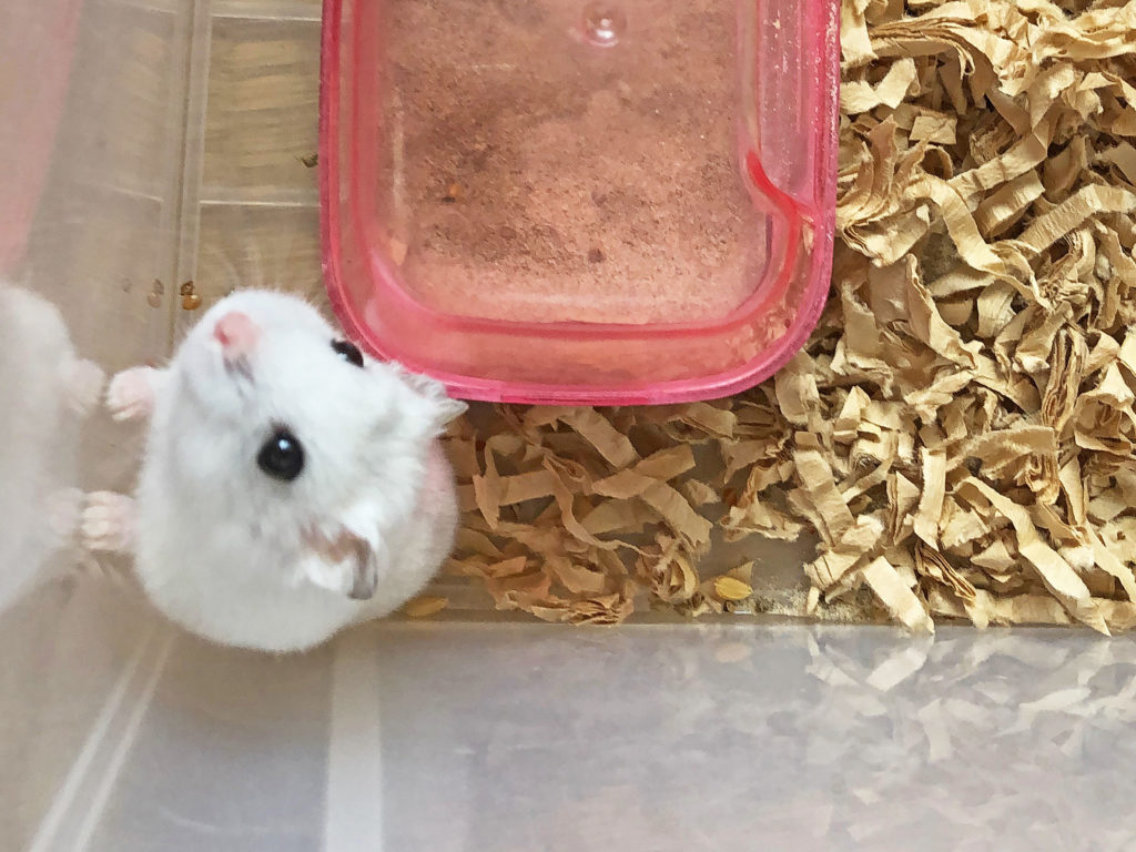 ハム公🐹（仮名）観察日記143：ハム公🐹(仮名)お昼のお遊び