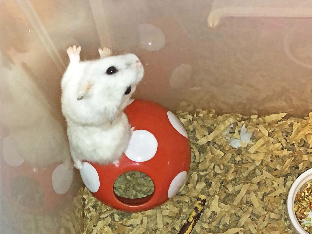 ハム公🐹（仮名）観察日記145：ハム公🐹(仮名)今日も元気に夜遊び