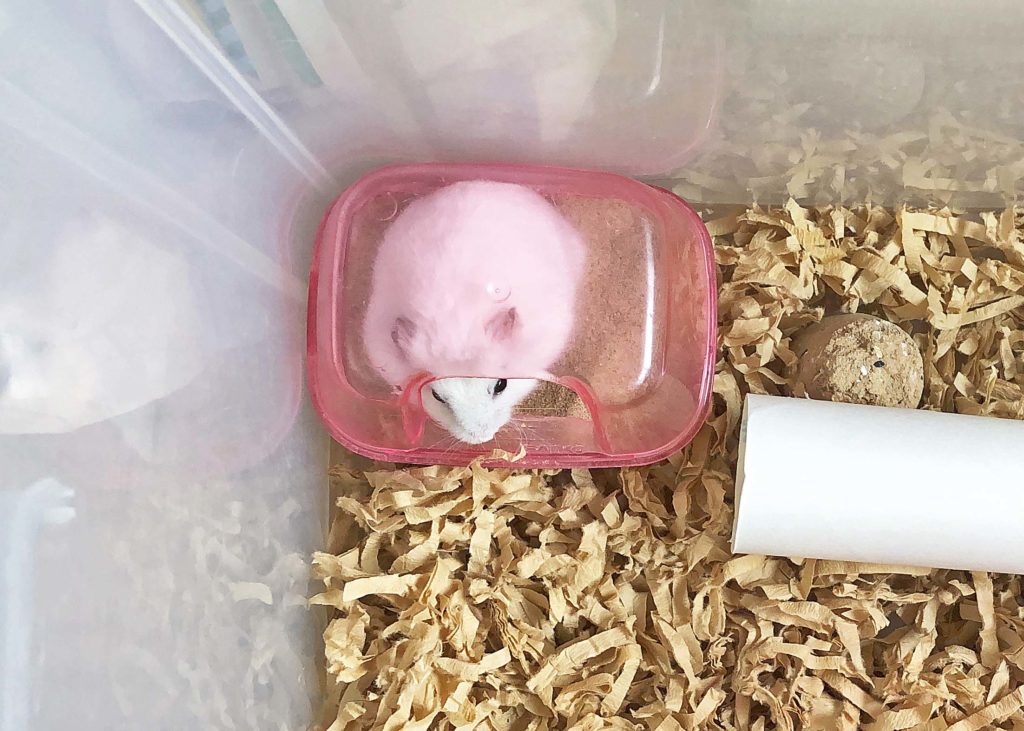 ハム公🐹（仮名）観察日記148：ハム公🐹(仮名)昼間にあそぶ