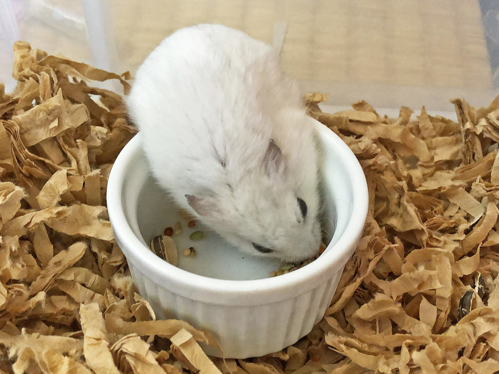 ハム公🐹（仮名）観察日記150：ハム公🐹(仮名)朝の餌やり②