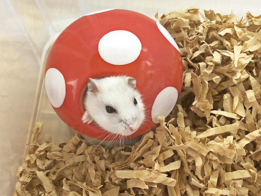 ハム公🐹（仮名）観察日記151：ハム公🐹(仮名)餌やり前のひと運動