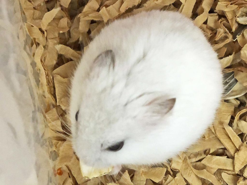 ハム公🐹（仮名）観察日記153：ハム公🐹(仮名)かぼちゃ🎃のタネを貰う