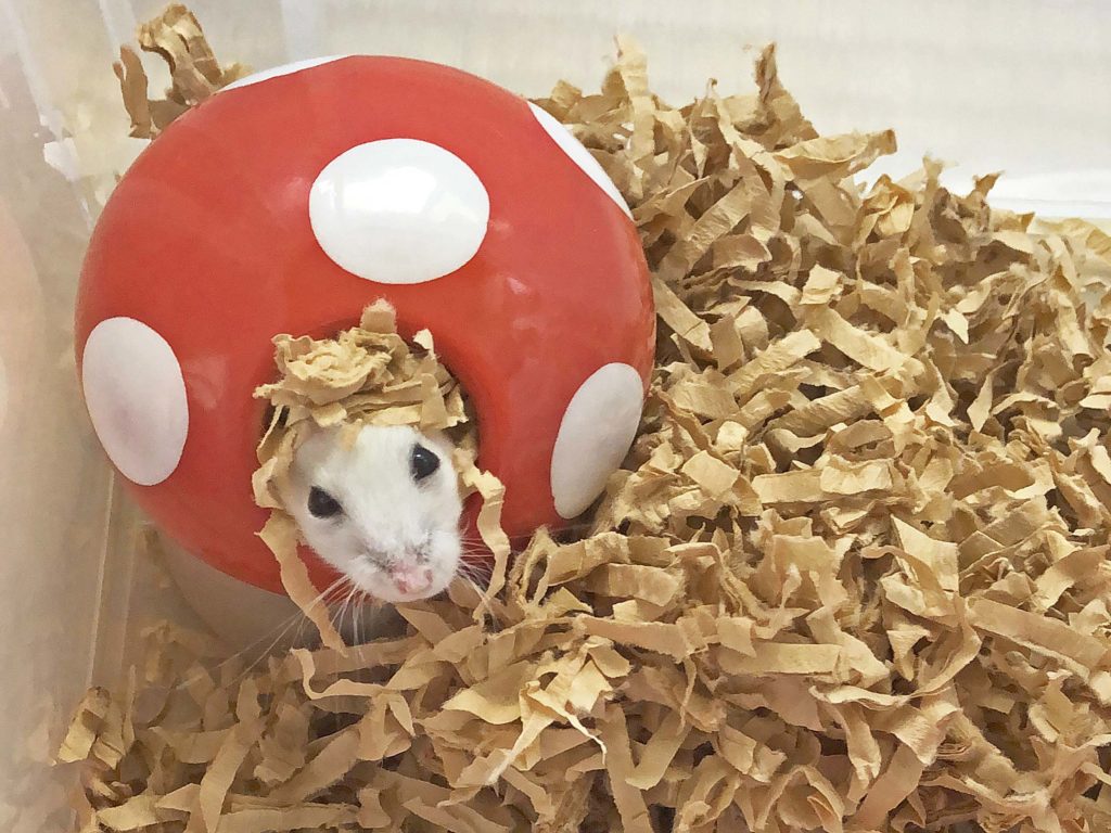 ハム公🐹（仮名）観察日記155：ちょっとおネムなハム公🐹(仮名)