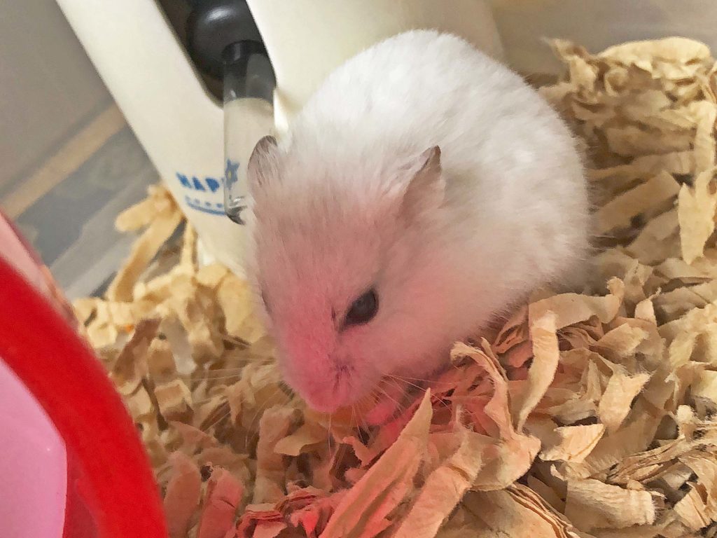 ハム公🐹（仮名）観察日記156：ハム公🐹(仮名)チーズ🧀をもらう