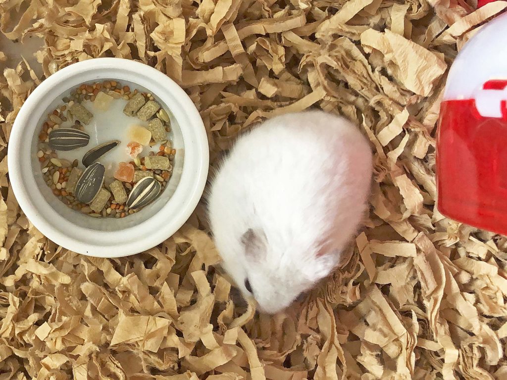 ハム公🐹（仮名）観察日記157：あれ？食べないの？ハム公🐹（仮名）