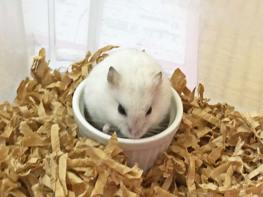 ハム公🐹（仮名）観察日記159：代打で朝の餌やり