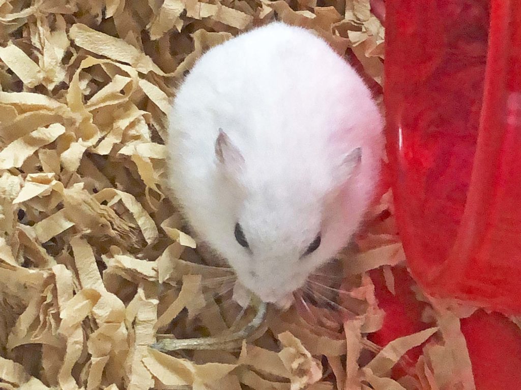 ハム公🐹（仮名）観察日記160：ハム公🐹(仮名)今日もエサを忘れられる😭