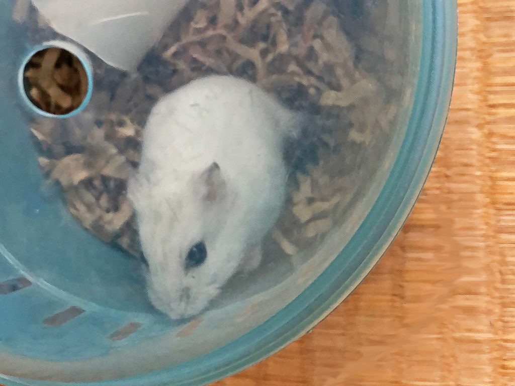 ハム公🐹（仮名）観察日記162：ハム公🐹ケージ掃除🧹でペットキャリー