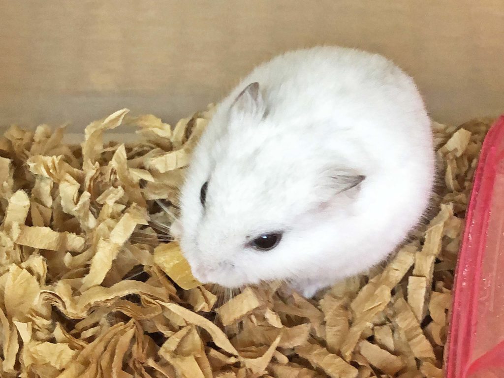 ハム公🐹（仮名）観察日記163：ハム公🐹チーズ🧀をもらう