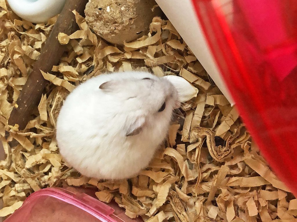 ハム公🐹（仮名）観察日記166：ハム公🐹(仮名)カボチャ🎃のタネと格闘