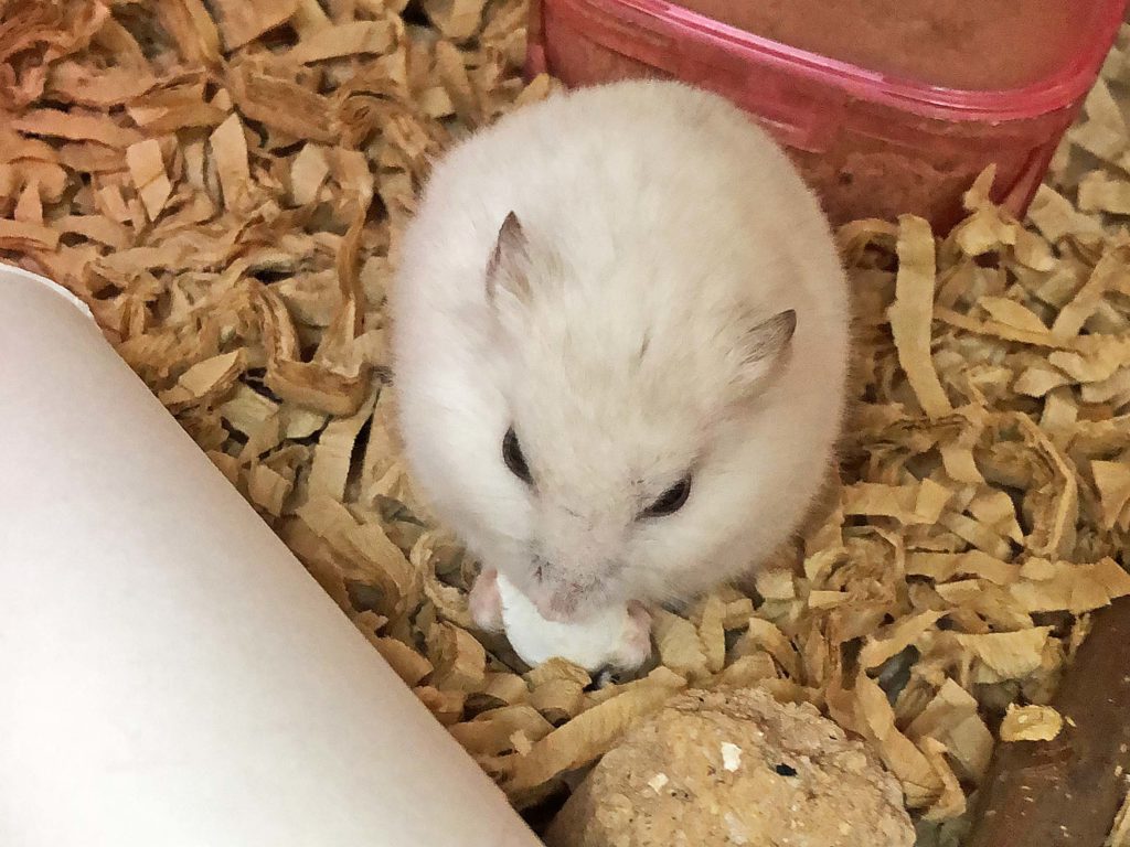 ハム公🐹（仮名）観察日記165：ハム公🐹(仮名)餌の準備中のおやつ