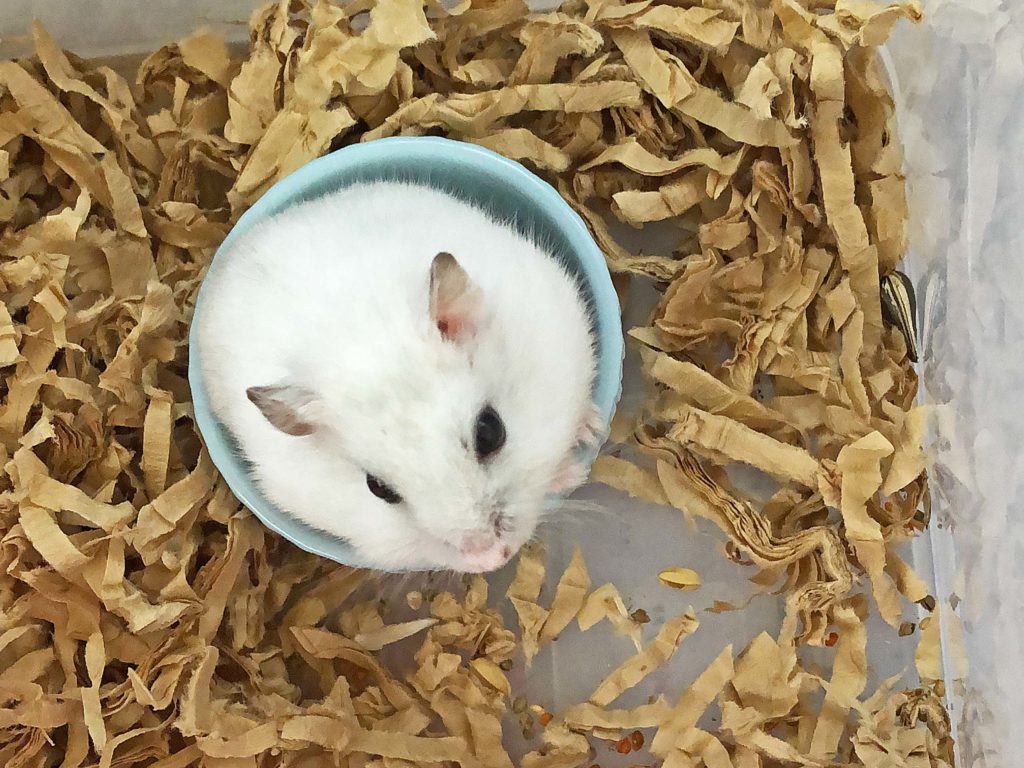 ハム公🐹（仮名）観察日記167：ハム公🐹(仮名)餌皿が新しくなった！