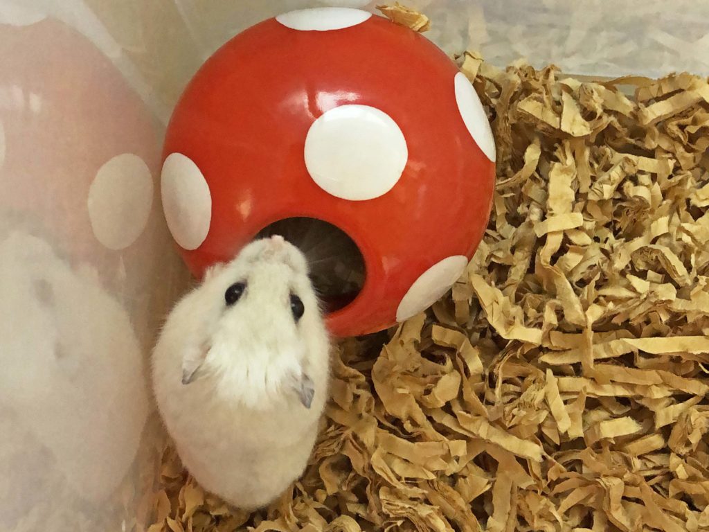 ハム公🐹（仮名）観察日記169：ハム公🐹(仮名)ケージに戻る