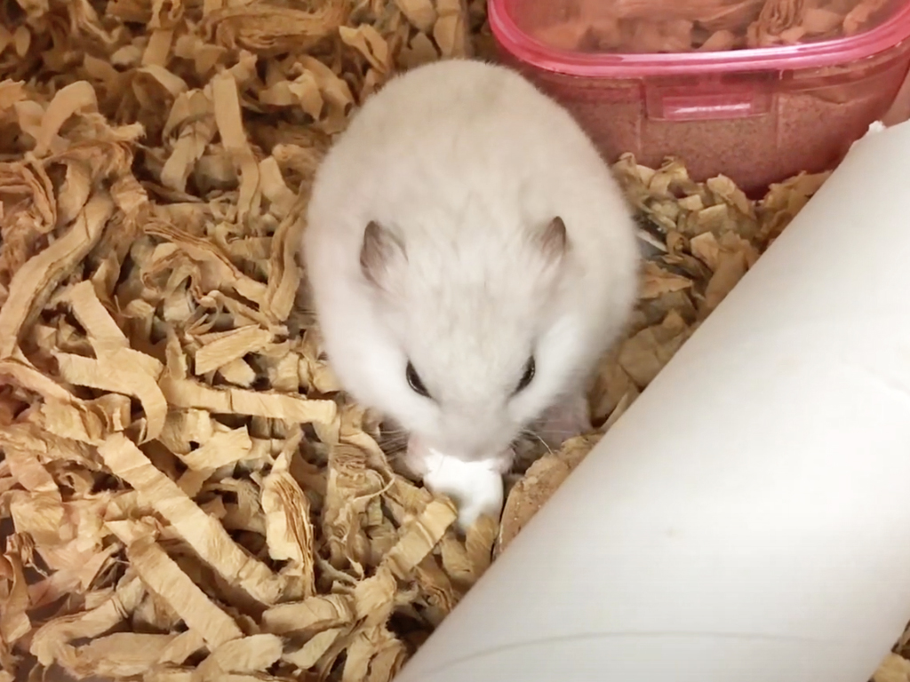 ハム公🐹（仮名）観察日記177：ハム公🐹(仮名)おやつのカボチャ🎃のタネ