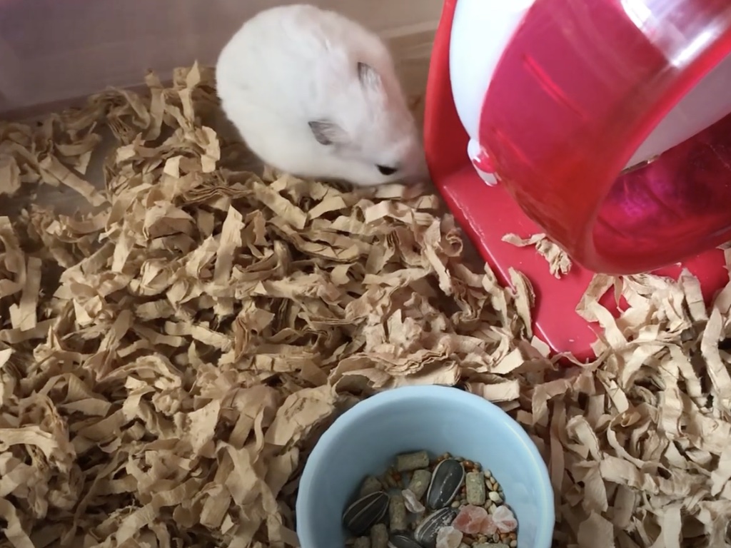 ハム公🐹（仮名）観察日記193：ハム公🐹(仮名)エサの準備は出来たけど…