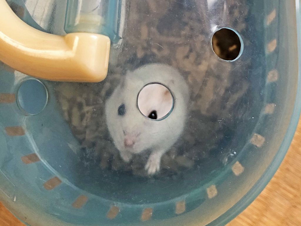 ハム公🐹（仮名）観察日記168：ハム公🐹(仮名)ケージ掃除🧹でペットキャリー