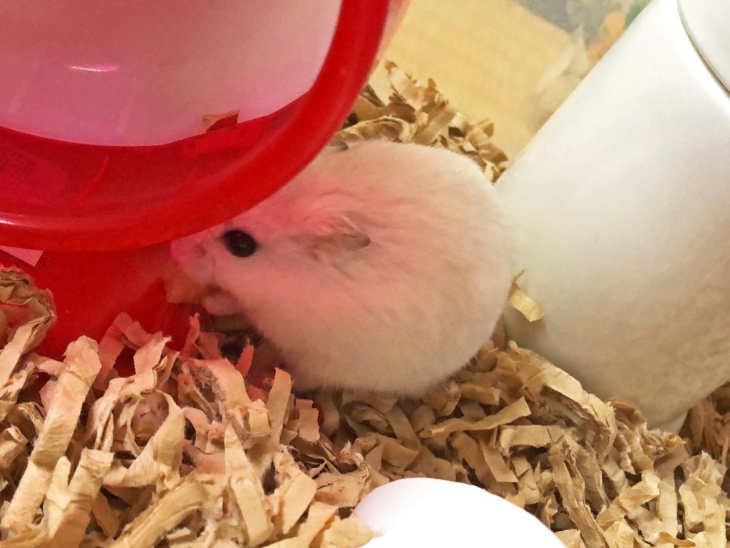 ハム公🐹（仮名）観察日記170：ハム公🐹(仮名)おやつのチーズ🧀