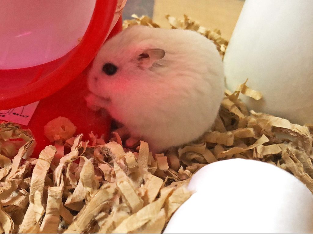 ハム公🐹（仮名）観察日記171：ハム公🐹(仮名)チーズ🧀を食べてると思いきや…