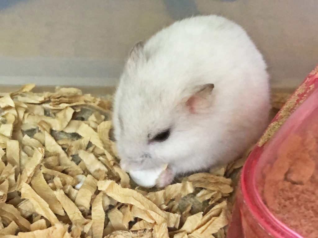 ハム公🐹（仮名）観察日記173：ハム公🐹(仮名)カボチャ🎃のタネを貰う