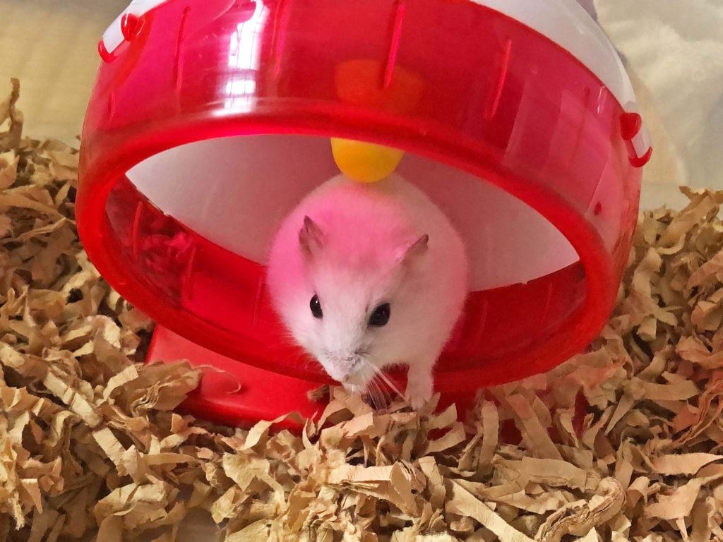 ハム公🐹（仮名）観察日記175：ハム公🐹(仮名)お家でゆっくり食べよう❤️