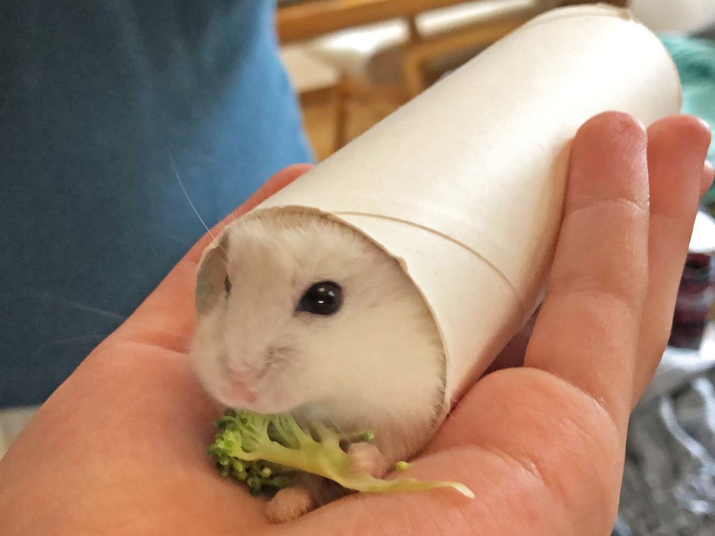 ハム公🐹（仮名）観察日記176：ハム公🐹(仮名)狭い所大好き💓