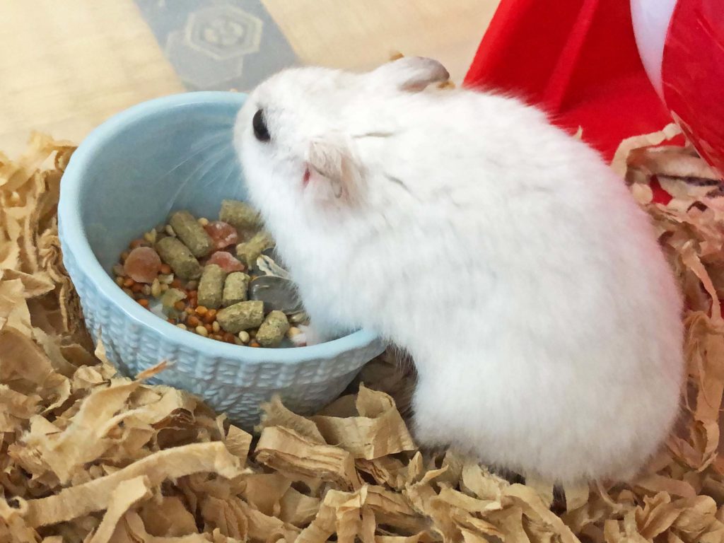ハム公🐹（仮名）観察日記178：ハム公🐹(仮名)目ぼしいエサを見繕う