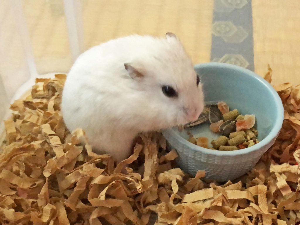 ハム公🐹（仮名）観察日記180：ハム公🐹(仮名)朝のエサやり