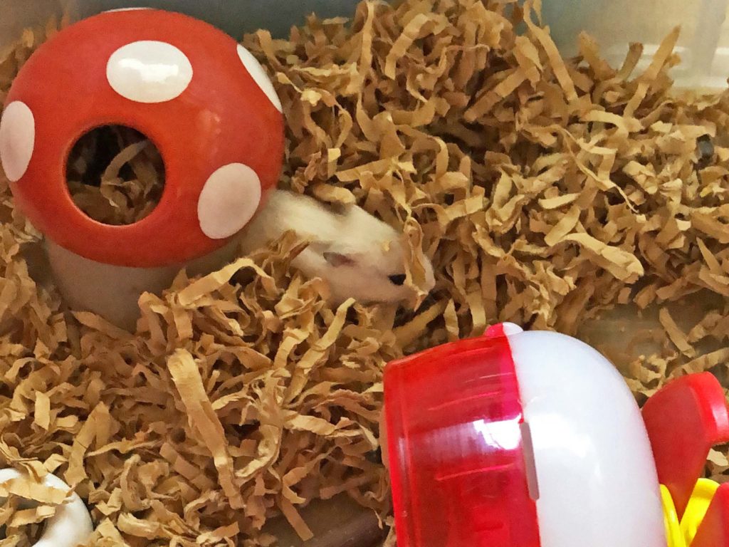 ハム公🐹（仮名）観察日記181：ハム公🐹(仮名)チーズ🧀を貰う