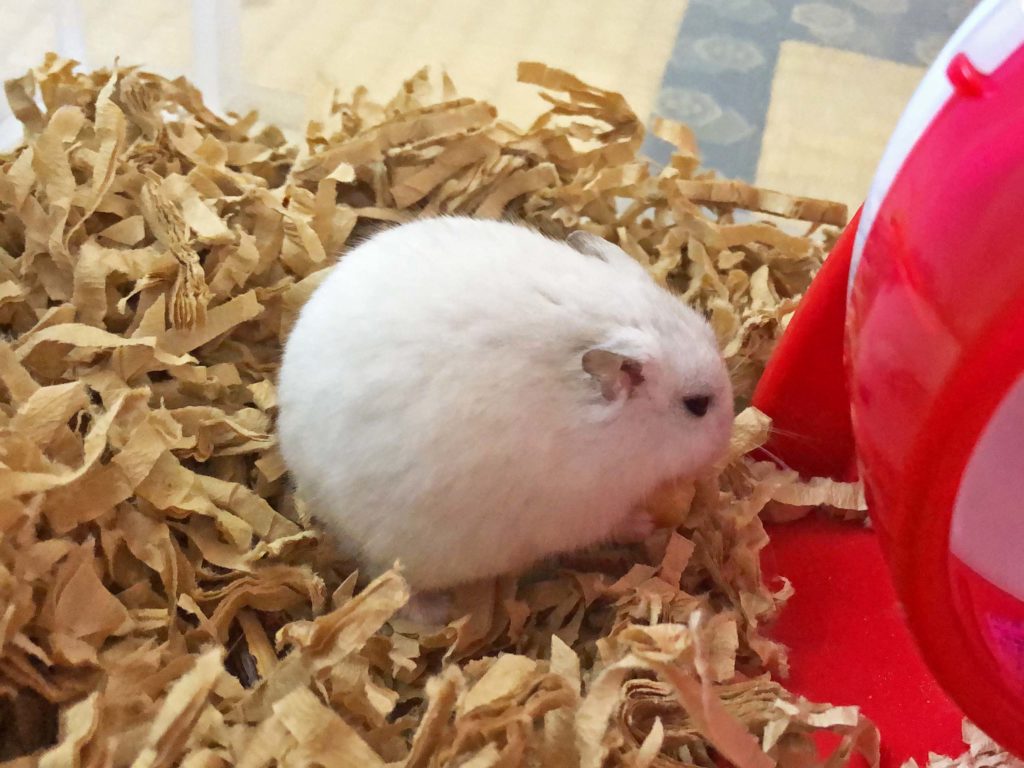 ハム公🐹（仮名）観察日記182：ハム公🐹(仮名)チーズ🧀と格闘中