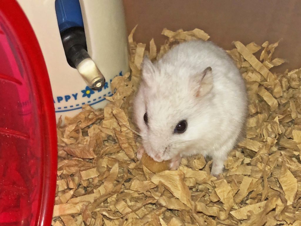 ハム公🐹（仮名）観察日記185：餌やり準備中にチーズ🧀