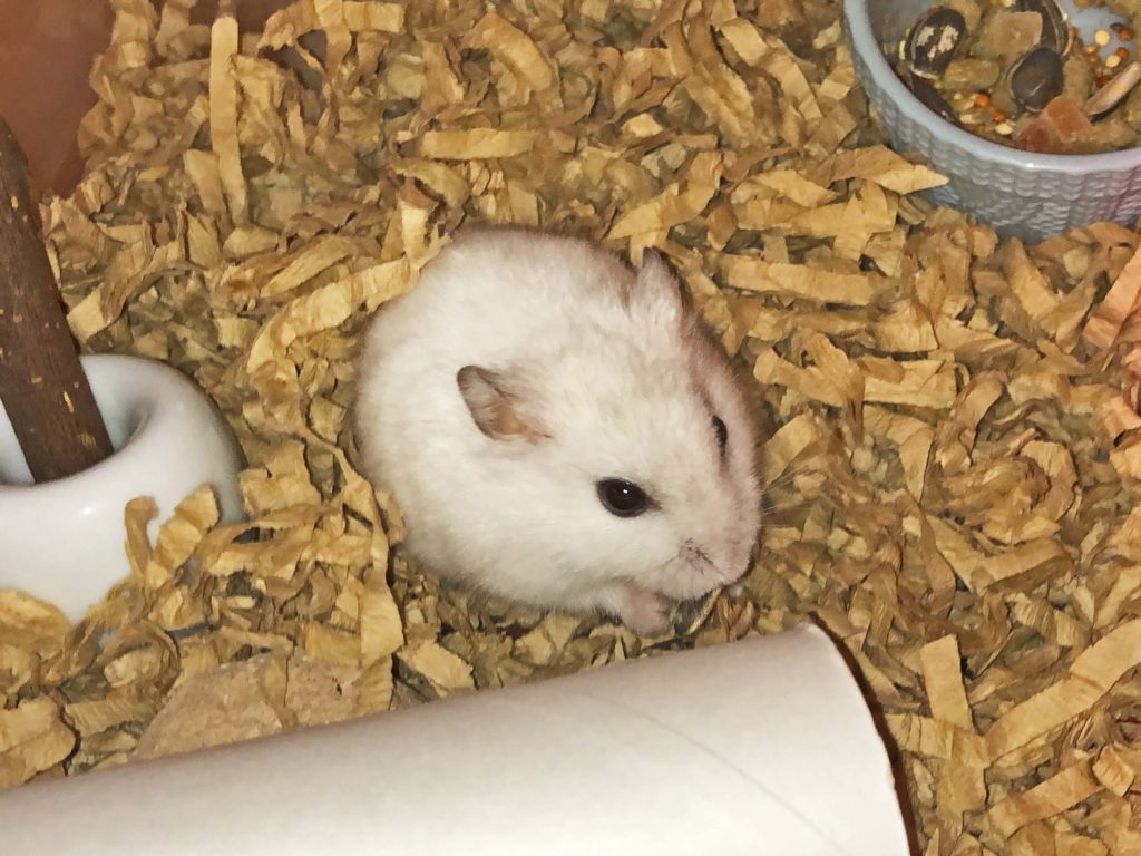 ハム公🐹（仮名）観察日記186：ヒマワリ🌻のタネが大好物❤️