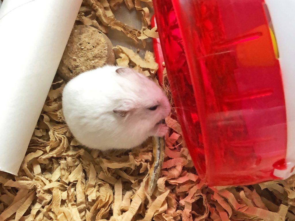 ハム公🐹（仮名）観察日記188：ハム公🐹(仮名)ニボシ🐟を貰う