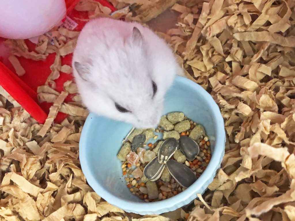 ハム公🐹（仮名）観察日記190：ハム公🐹(仮名)やっぱりヒマワリ🌻のタネ