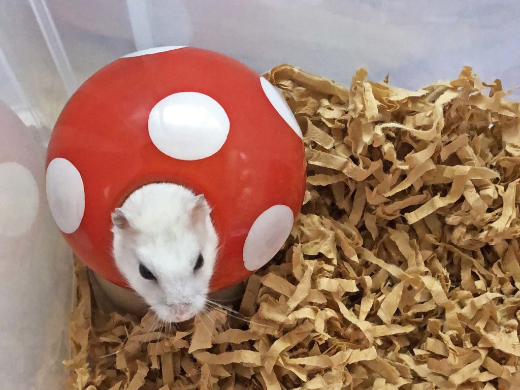 ハム公🐹（仮名）観察日記191：ハム公🐹(仮名)寝ぼけ顔でイチゴ🍓ウェハース