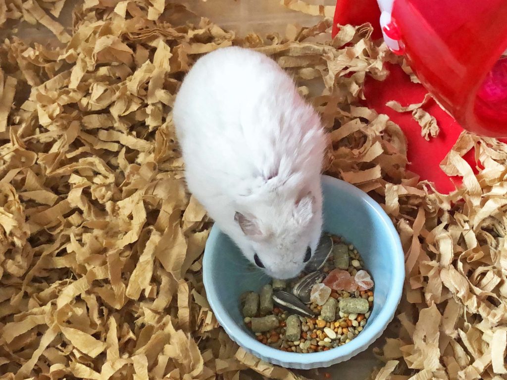 ハム公🐹（仮名）観察日記194：ハム公🐹(仮名)餌皿からエサを見繕う