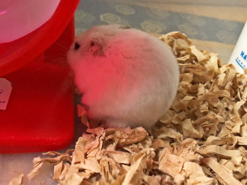 ハム公🐹（仮名）観察日記195：ハム公🐹(仮名)エサ準備中のチーズ🧀