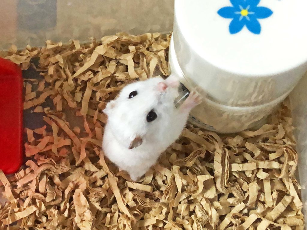 ハム公🐹（仮名）観察日記196：ハム公🐹(仮名)チーズ🧀を忘れる😅