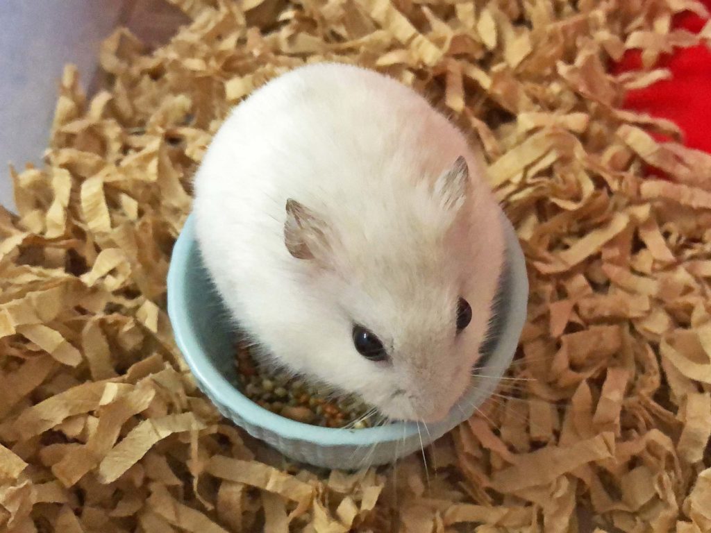ハム公🐹（仮名）観察日記197：ハム公🐹(仮名)エサを見繕う