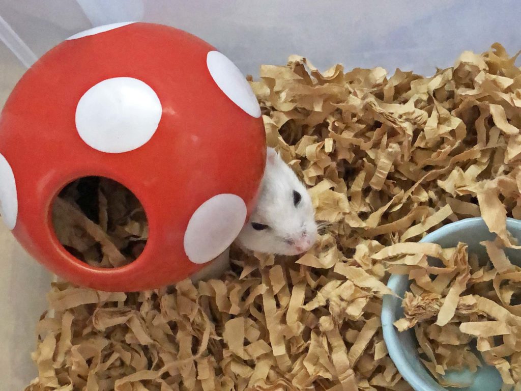 ハム公🐹（仮名）観察日記198：ハム公🐹寝ぼけ顔&カボチャ🎃のタネ