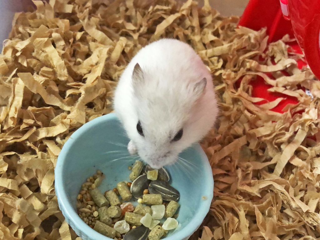 ハム公🐹（仮名）観察日記200：ハム公🐹(仮名)目ぼしいエサを見繕う