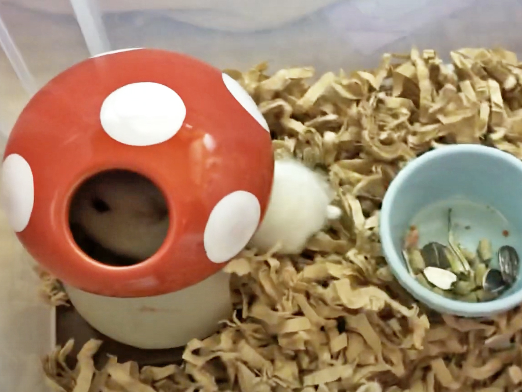ハム公🐹（仮名）観察日記208：エサを頬袋に詰めてキノコ🍄のお家へ