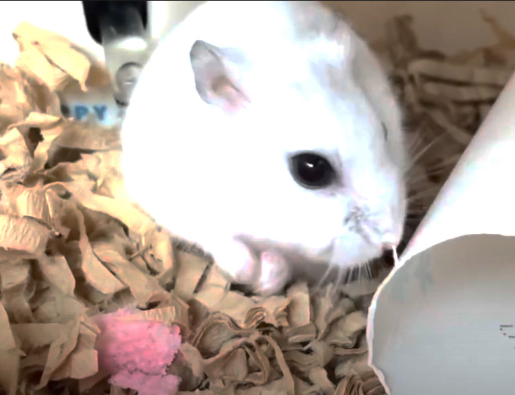 ハム公🐹（仮名）観察日記214：ハム公🐹イチゴ🍓ウェハースを見失う