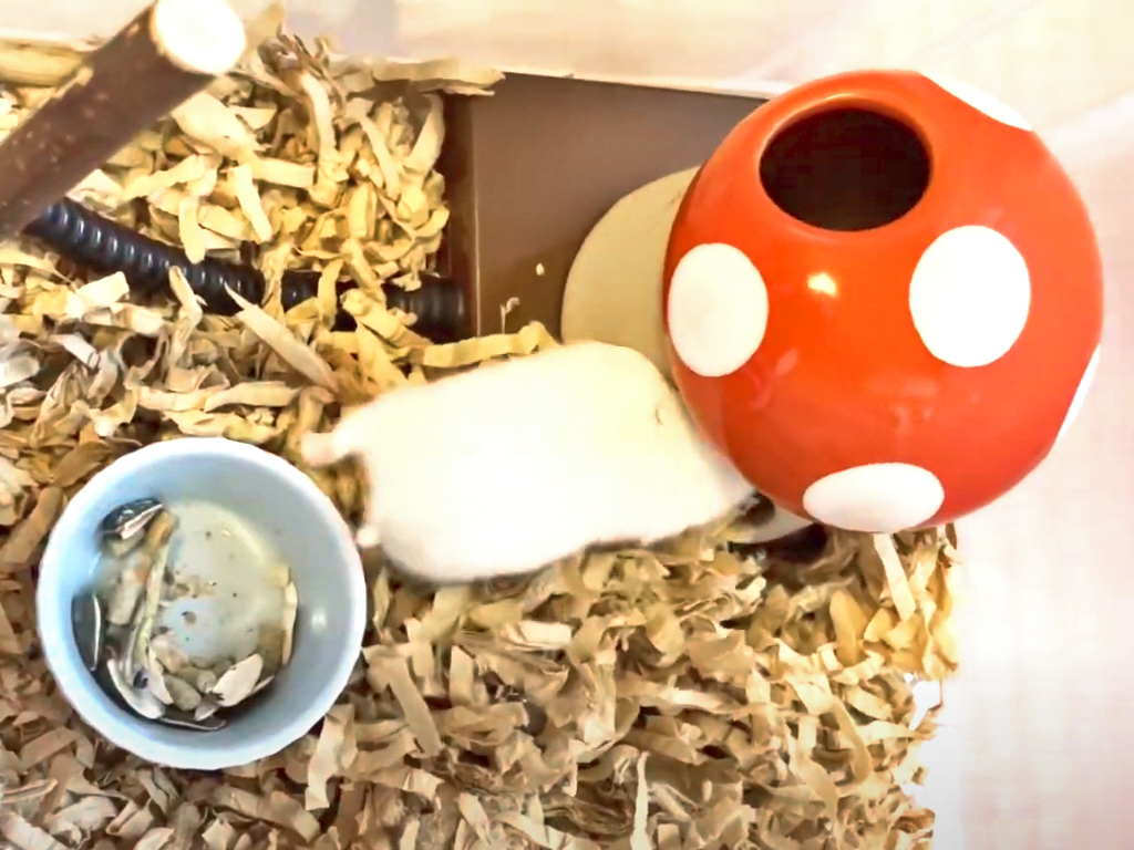 ハム公🐹(仮名)観察日記224:ハム公🐹(仮名)頬袋にエサを詰めて、お家に帰る