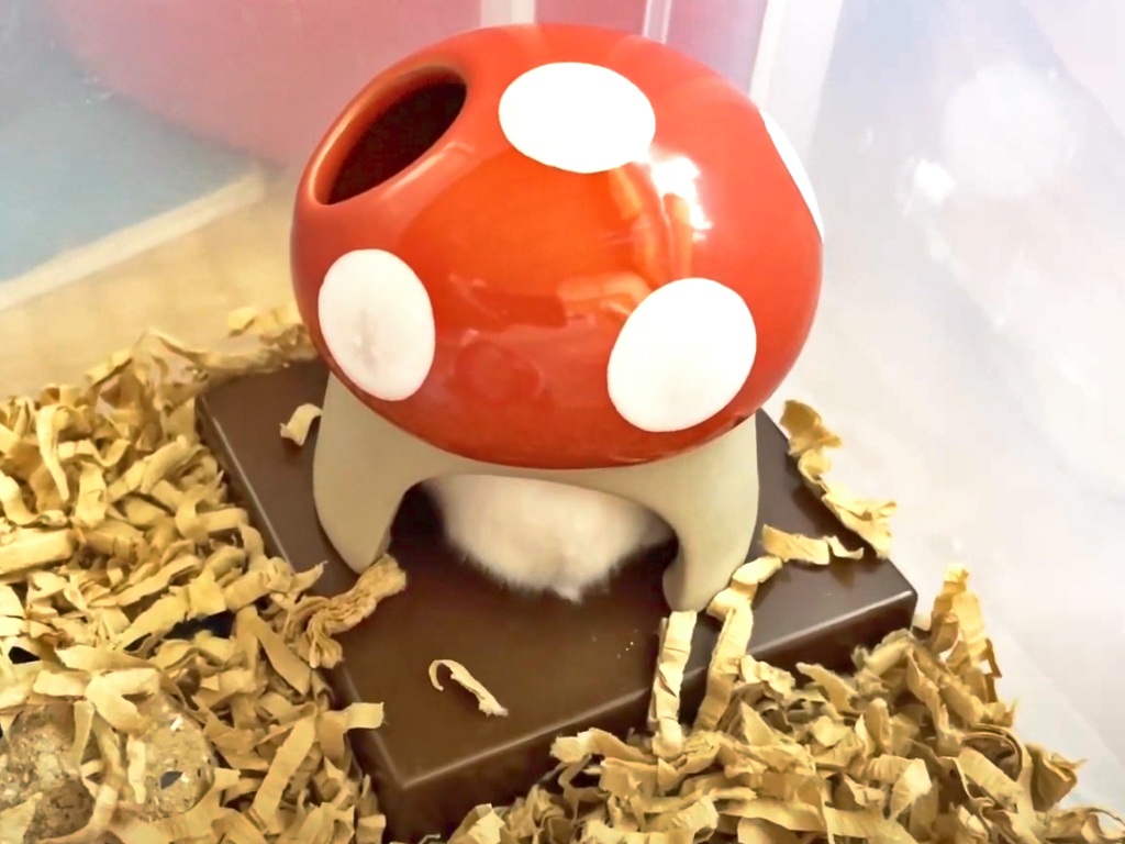 ハム公🐹（仮名）観察日記230：キノコ🍄のお家は暖かい？