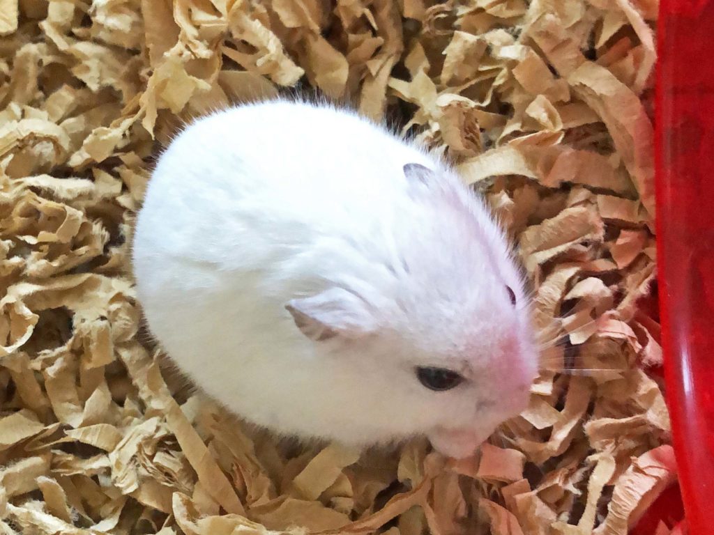 ハム公🐹（仮名）観察日記202：ハム公🐹カボチャ🎃のタネを貰う