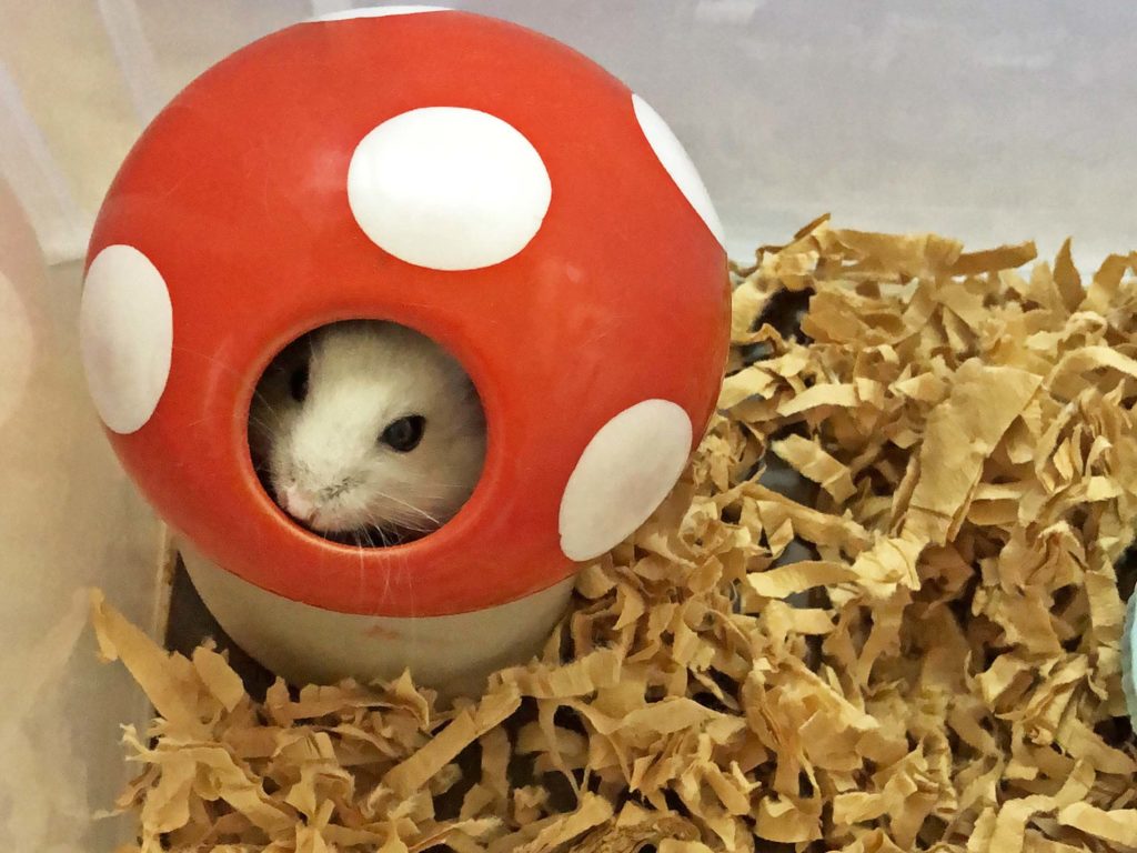 ハム公🐹（仮名）観察日記204：ハム公🐹(仮名)ハム🐹ヒーター暖かい？