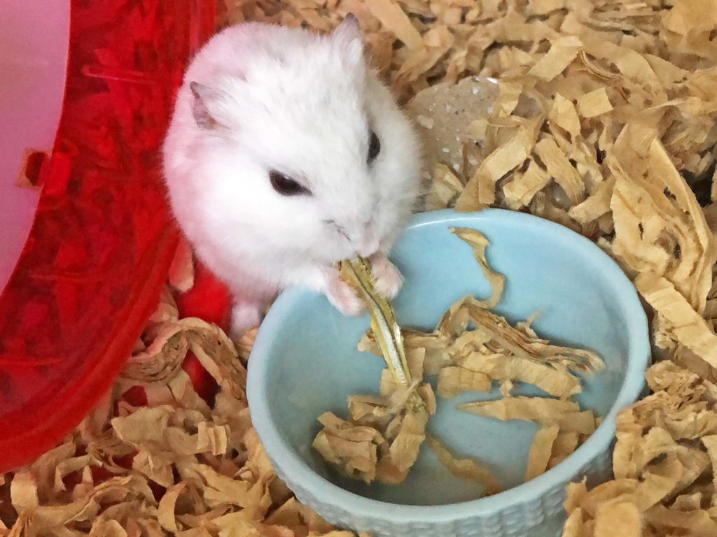 ハム公🐹（仮名）観察日記206：ハム公🐹(仮名)餌皿を見つける