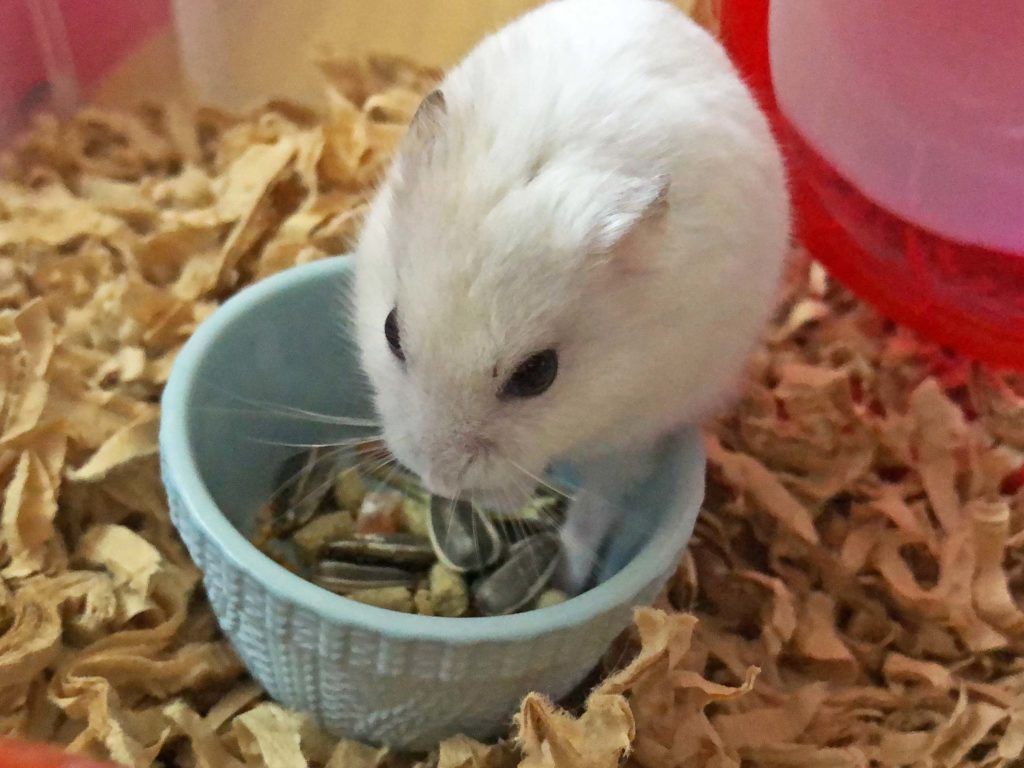 ハム公🐹（仮名）観察日記207：ハム公🐹(仮名)目ぼしいエサを見繕う